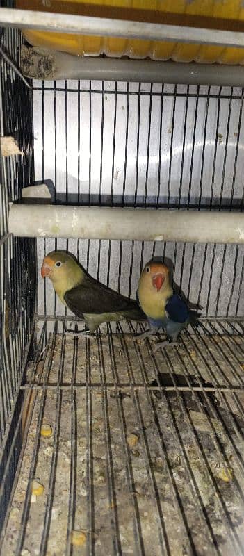 love bird for sale in karachi 0