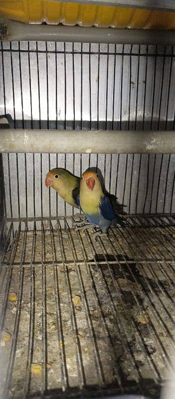 love bird for sale in karachi 1