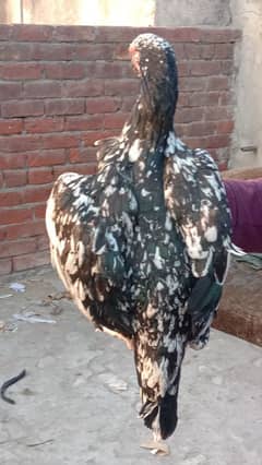 Aseel pure quality female for sale