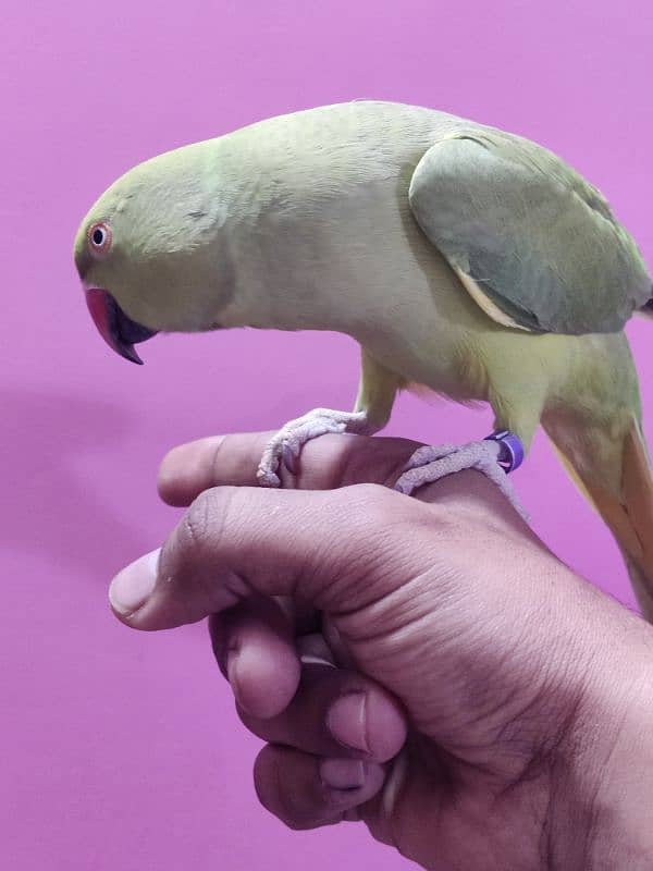 Green Ringneck Hand tamed Female 0