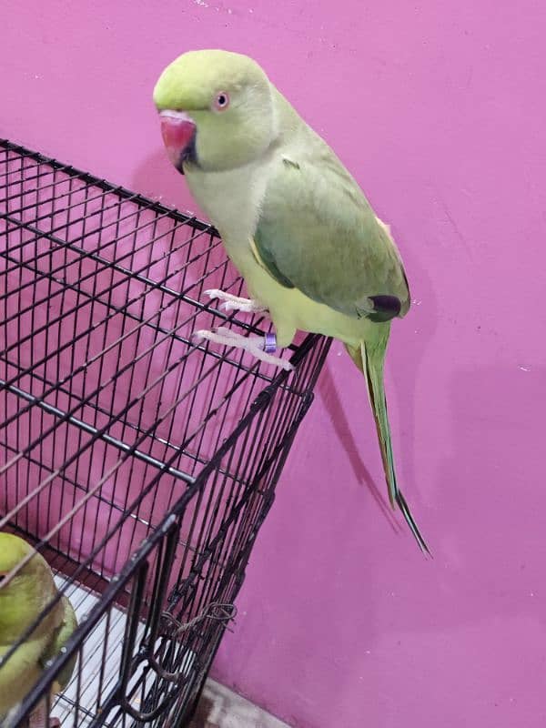 Green Ringneck Hand tamed Female 1