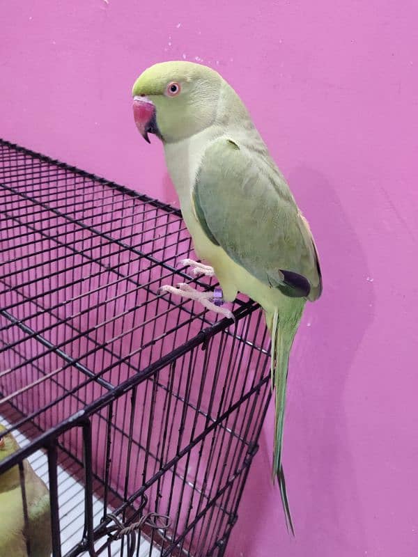 Green Ringneck Hand tamed Female 2