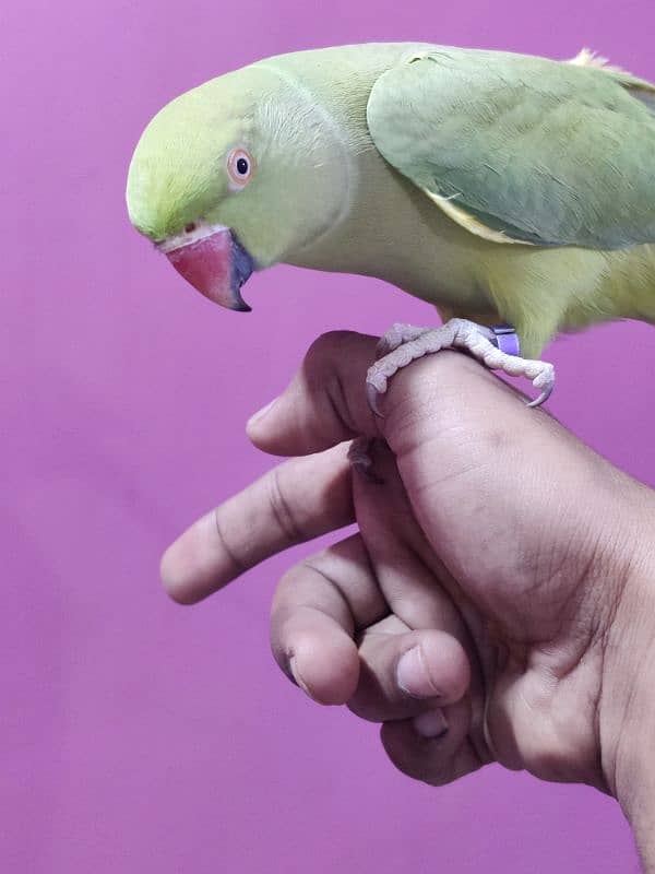 Green Ringneck Hand tamed Female 3