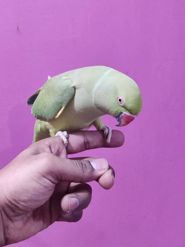 Green Ringneck Hand tamed Female 4