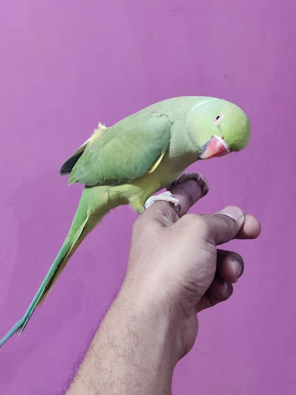 Green Ringneck Hand tamed Female 5