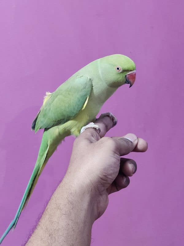 Green Ringneck Hand tamed Female 6