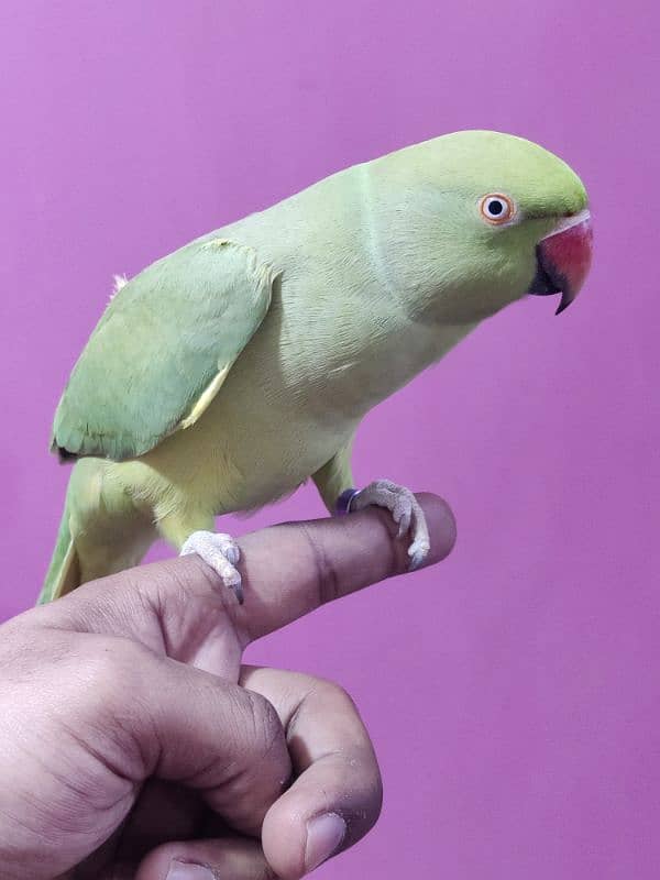 Green Ringneck Hand tamed Female 7