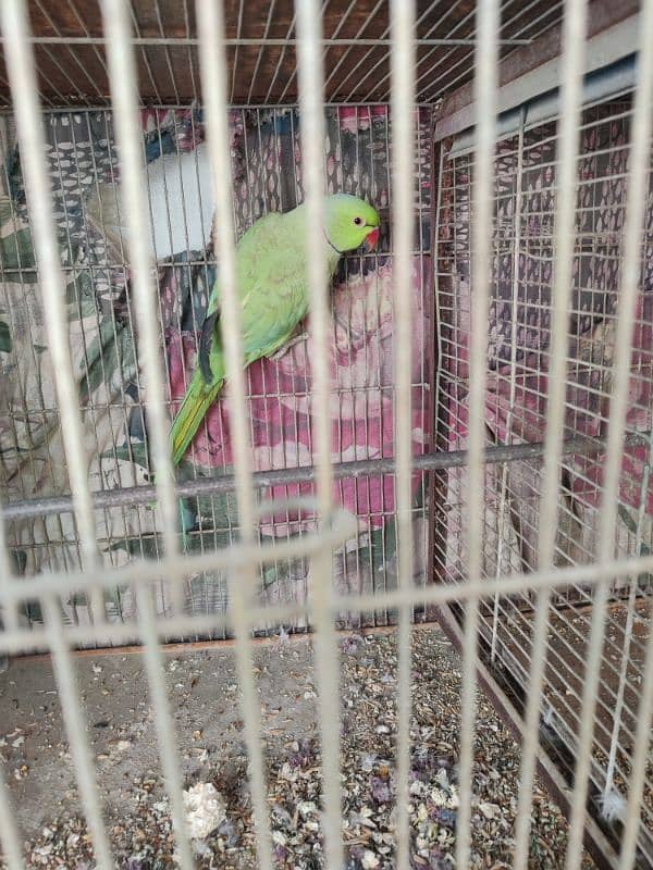 Green Ringneck Hand tamed Female 9