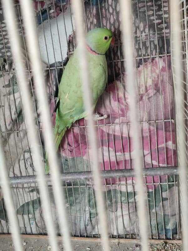 Green Ringneck Hand tamed Female 10