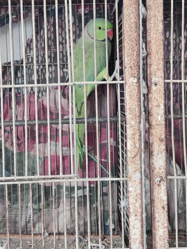 Green Ringneck Hand tamed Female 11