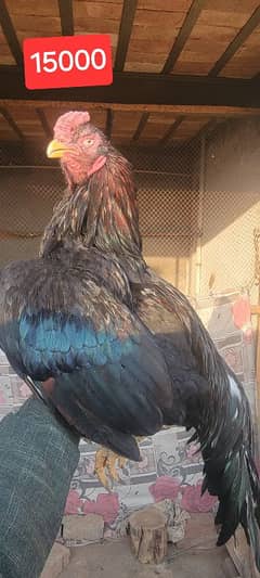 Breeder murgha or 5 Dasi hens .