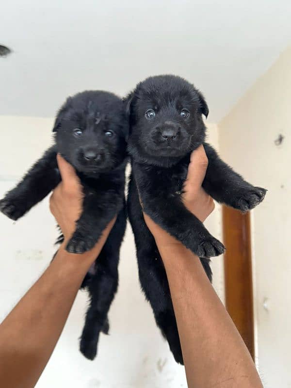 German shepherd puppy Whatsapp nu 03258925374 5