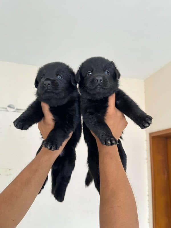 German shepherd puppy Whatsapp nu 03258925374 6