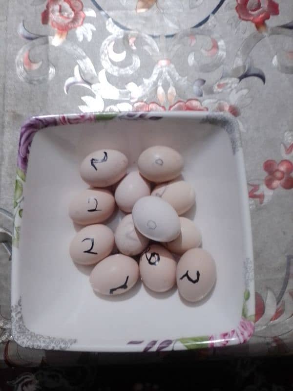 Heera aseel egg available 0