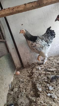 Aseel/Fancy Hens (Colombian Light Brahma and Black Buff)