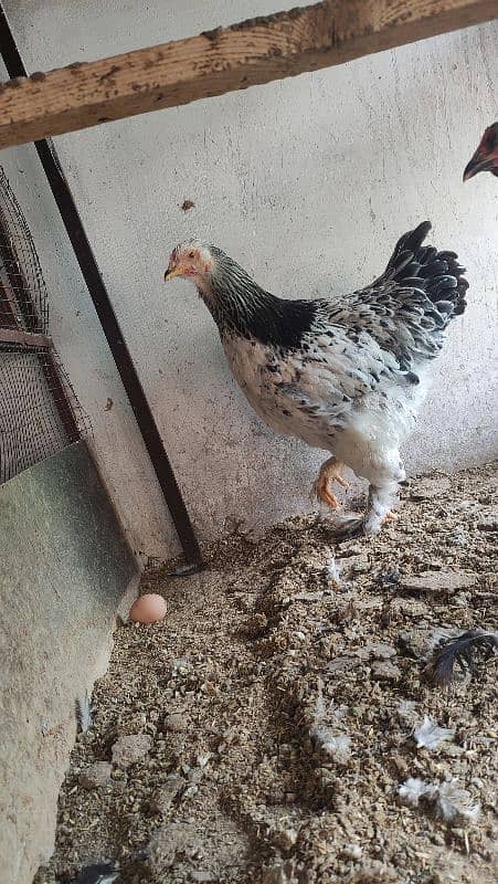 Aseel/Fancy Hens (Colombian Light Brahma and Black Buff) 0