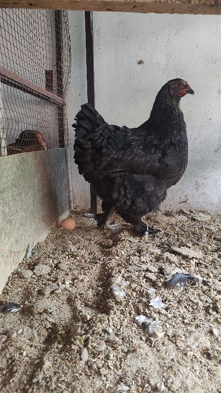 Aseel/Fancy Hens (Colombian Light Brahma and Black Buff) 1