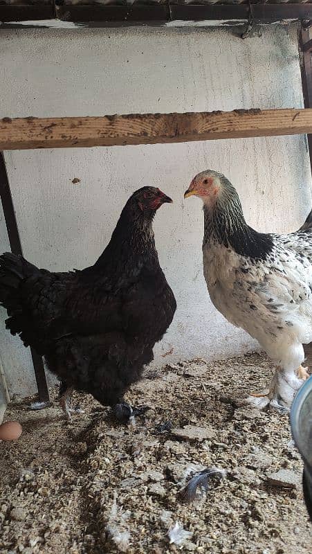 Aseel/Fancy Hens (Colombian Light Brahma and Black Buff) 2