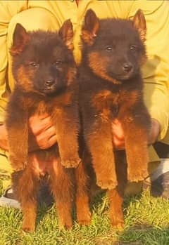 German Shepherd long coat pair 2 month for sale