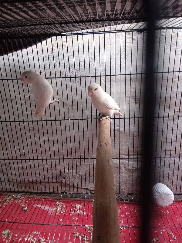 Albino Lovebird 1