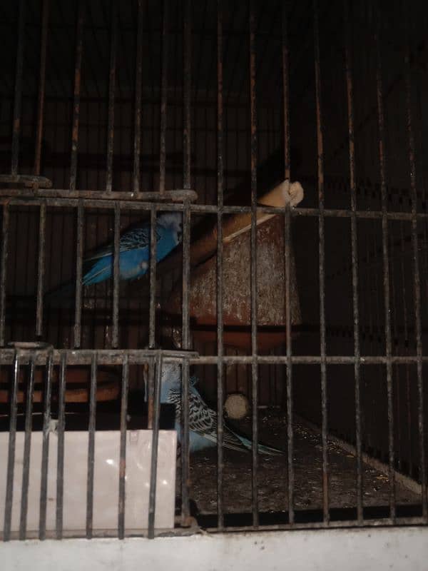 Australian parrots high quality ( king size ) 5