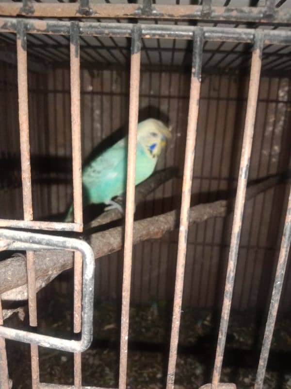 Australian parrots high quality ( king size ) 6