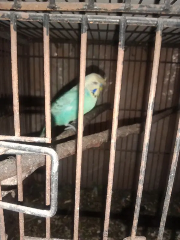 Australian parrots high quality ( king size ) — photo 7