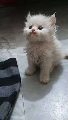 Persian healthy kitten