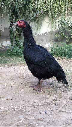 lassani Aseel hen