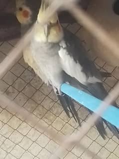 cockatiel