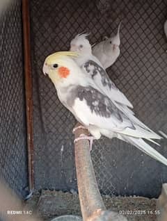 Some Breeder Birds Available