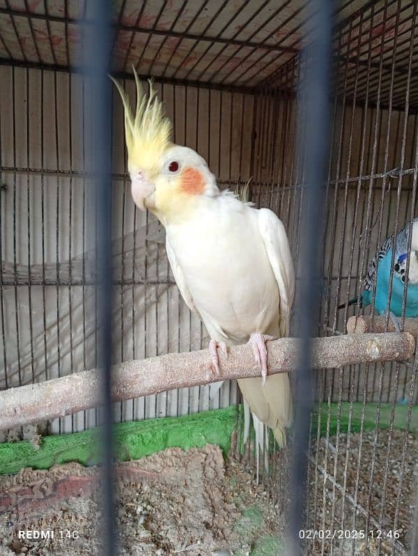 Some Breeder Birds Available 1