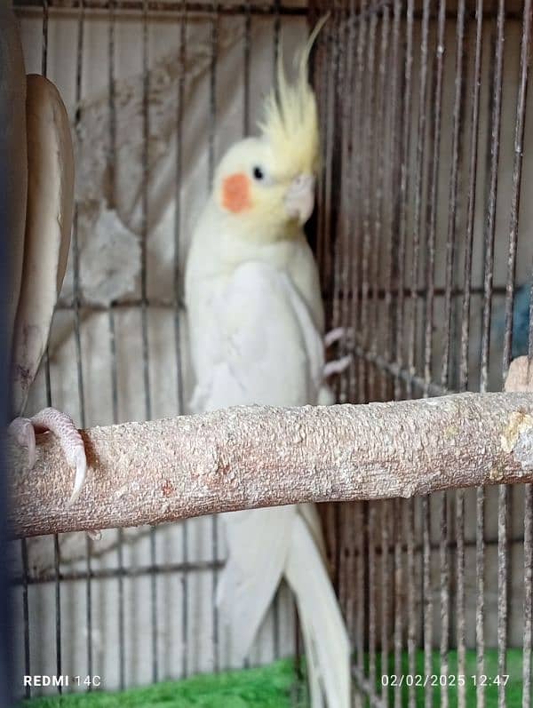 Some Breeder Birds Available 2