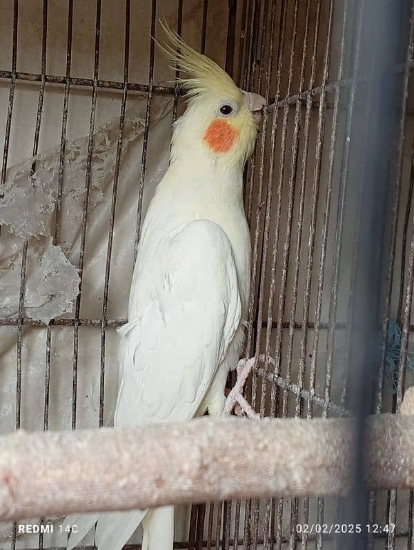 Some Breeder Birds Available 4