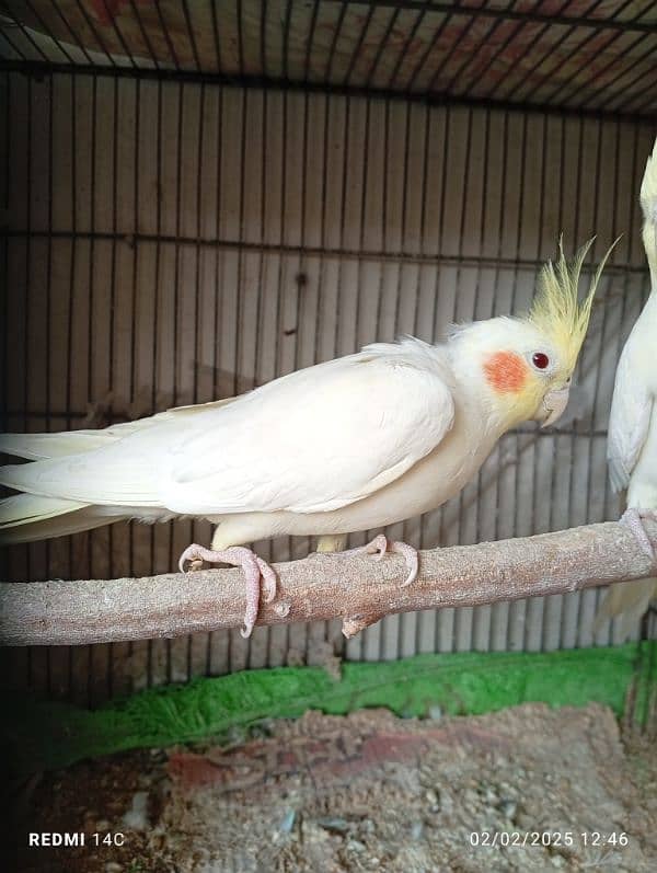 Some Breeder Birds Available 5