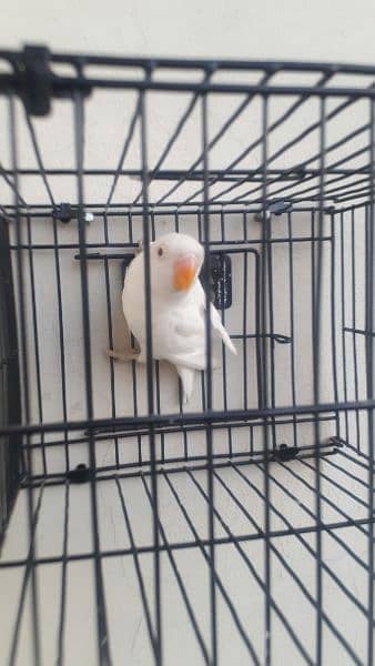 Albino Red Eye , Quality Bird 1