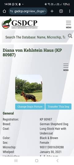 German shepherd female for sale