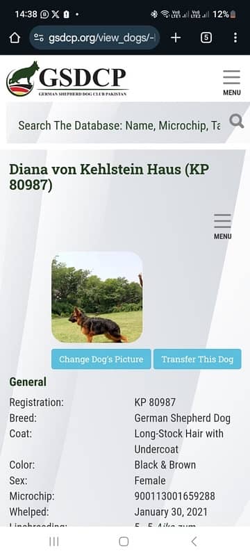 German shepherd female for sale 0