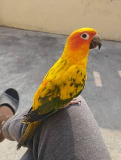 Sun conure male red factor fully trained