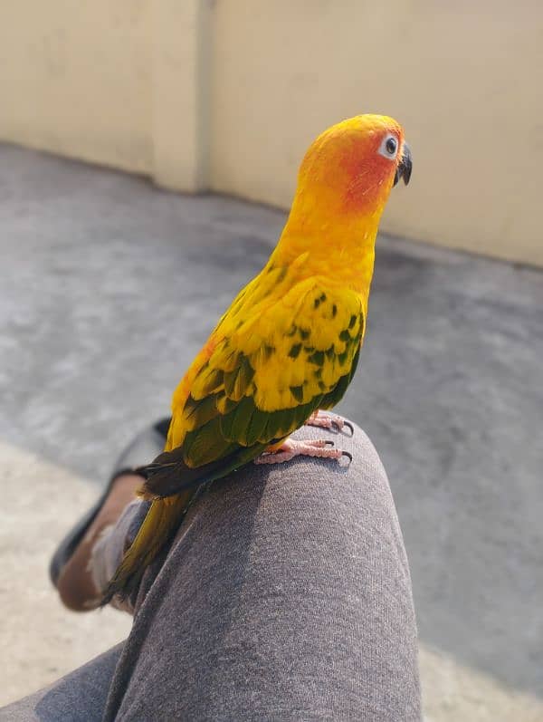 Sun conure male red factor fully trained 1