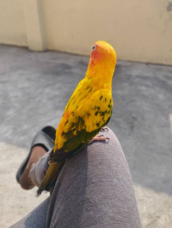 Sun conure male red factor fully trained 2