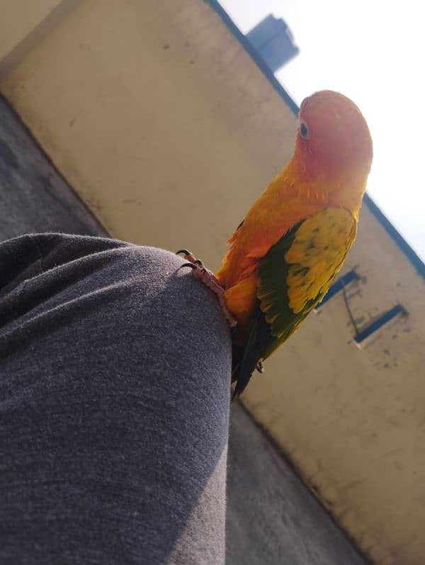 Sun conure male red factor fully trained 3