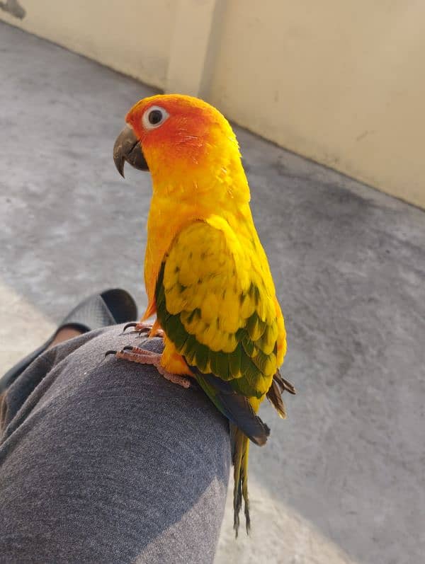 Sun conure male red factor fully trained 4