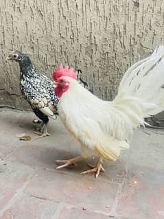 White Japanese male and silver sebright female