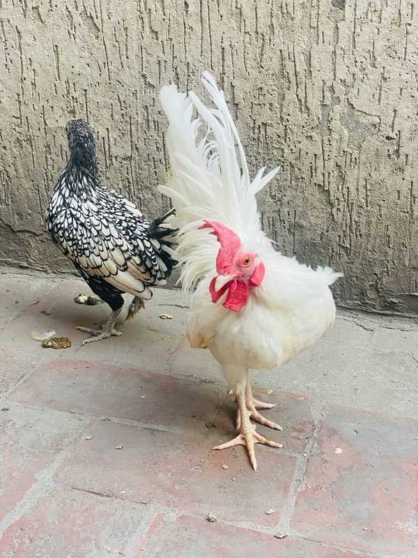 White Japanese male and silver sebright female 4