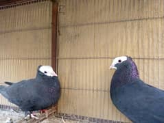 Mukhi/mokhi, German tie fancy pigeon kabotar