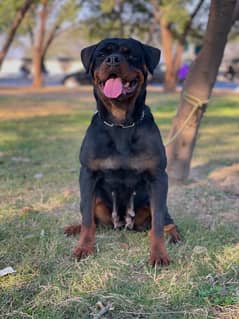 Pedigreed Rottweiler Mated Female