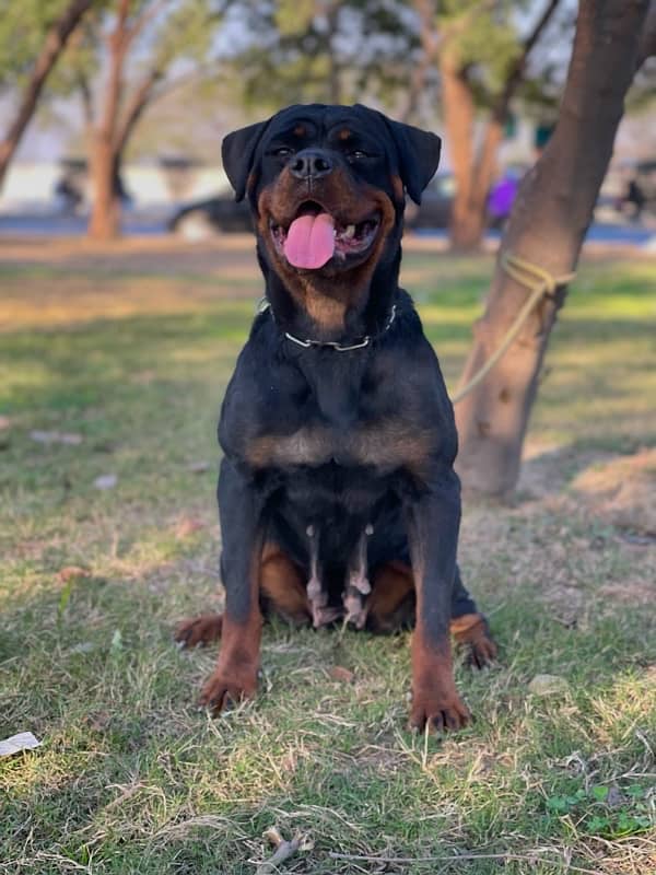 Pedigreed Rottweiler Mated Female 0