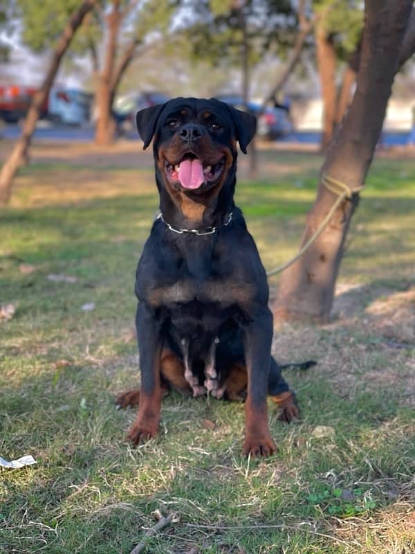 Pedigreed Rottweiler Mated Female 1