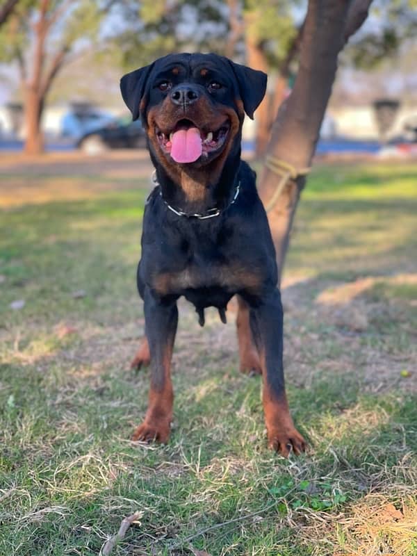 Pedigreed Rottweiler Mated Female 2